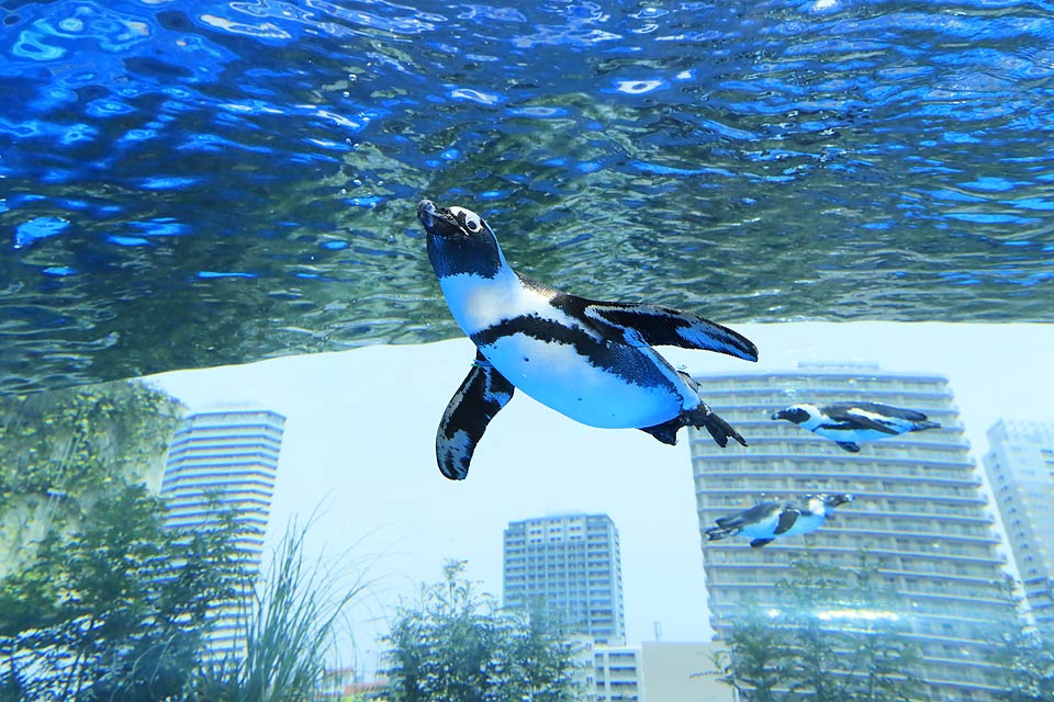 サンシャイン水族館