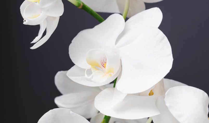 システムサポート<br>胡蝶蘭オンラインショップの写真